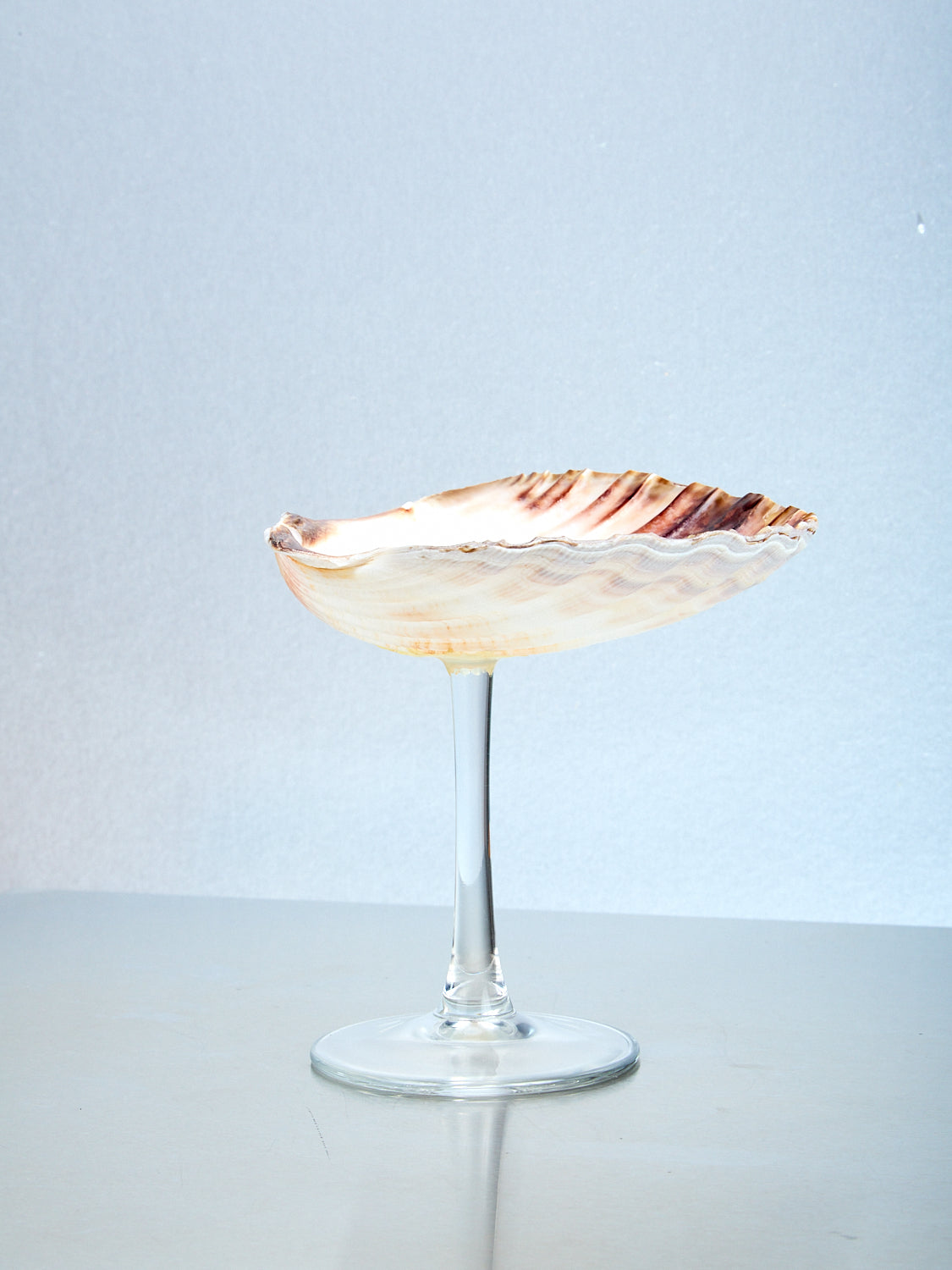 Shell Glass