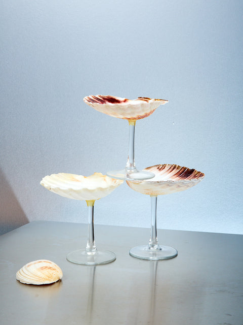 Shell Glass